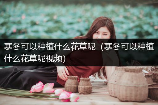 寒冬可以种植什么花草呢（寒冬可以种植什么花草呢视频）