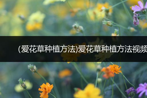 （爱花草种植方法)爱花草种植方法视频