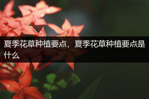 夏季花草种植要点，夏季花草种植要点是什么