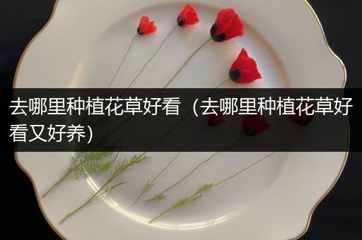 去哪里种植花草好看（去哪里种植花草好看又好养）