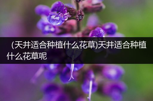 （天井适合种植什么花草)天井适合种植什么花草呢