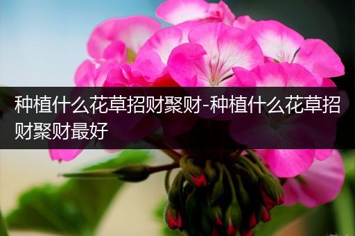 种植什么花草招财聚财-种植什么花草招财聚财最好