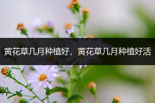 黄花草几月种植好，黄花草几月种植好活