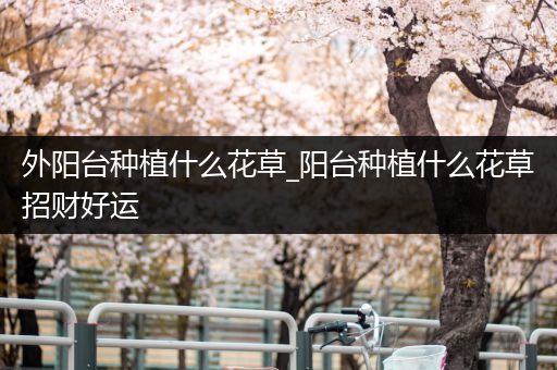 外阳台种植什么花草_阳台种植什么花草招财好运