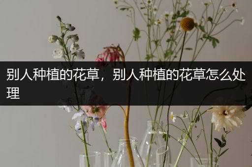 别人种植的花草，别人种植的花草怎么处理