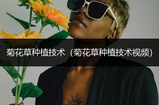 菊花草种植技术（菊花草种植技术视频）