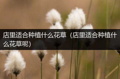 店里适合种植什么花草（店里适合种植什么花草呢）