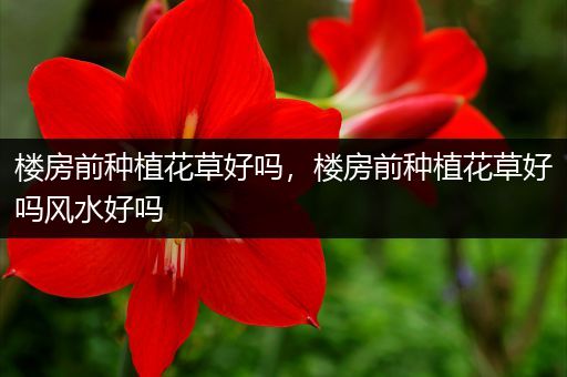楼房前种植花草好吗，楼房前种植花草好吗风水好吗