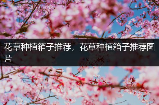 花草种植箱子推荐，花草种植箱子推荐图片