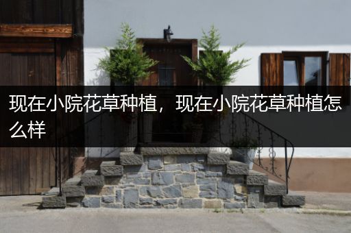 现在小院花草种植，现在小院花草种植怎么样