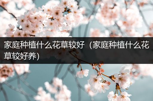 家庭种植什么花草较好（家庭种植什么花草较好养）