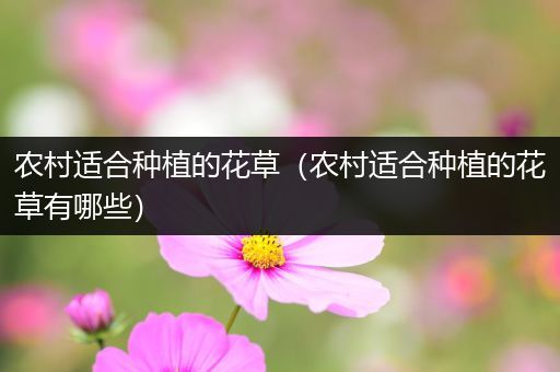 农村适合种植的花草（农村适合种植的花草有哪些）
