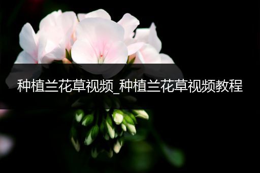种植兰花草视频_种植兰花草视频教程