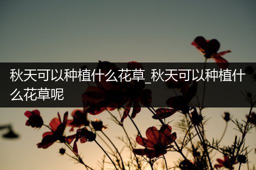 秋天可以种植什么花草_秋天可以种植什么花草呢