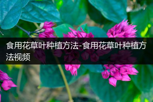 食用花草叶种植方法-食用花草叶种植方法视频