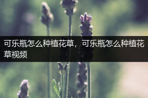可乐瓶怎么种植花草，可乐瓶怎么种植花草视频
