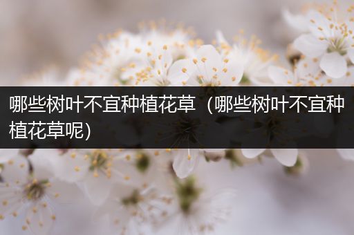 哪些树叶不宜种植花草（哪些树叶不宜种植花草呢）