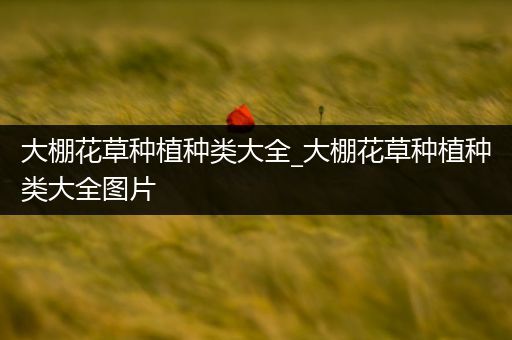 大棚花草种植种类大全_大棚花草种植种类大全图片