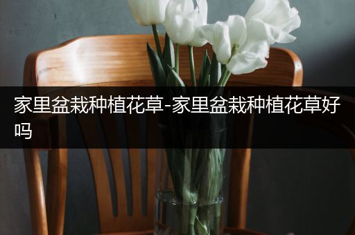 家里盆栽种植花草-家里盆栽种植花草好吗