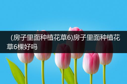 （房子里面种植花草6)房子里面种植花草6棵好吗