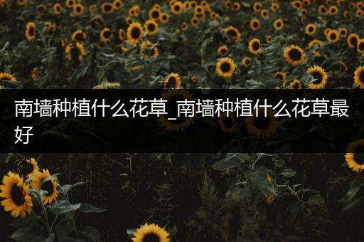 南墙种植什么花草_南墙种植什么花草最好