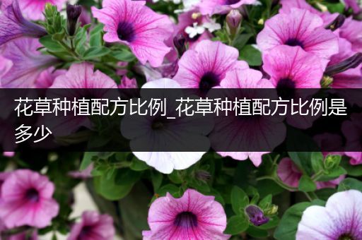 花草种植配方比例_花草种植配方比例是多少