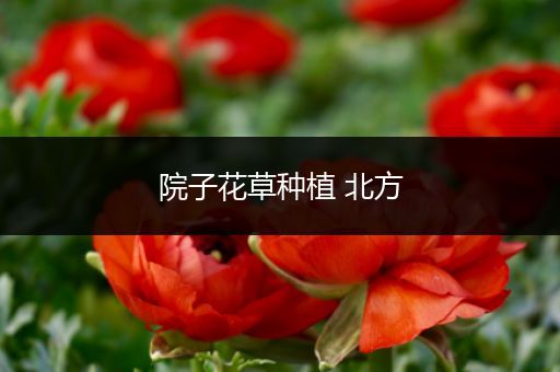 院子花草种植 北方