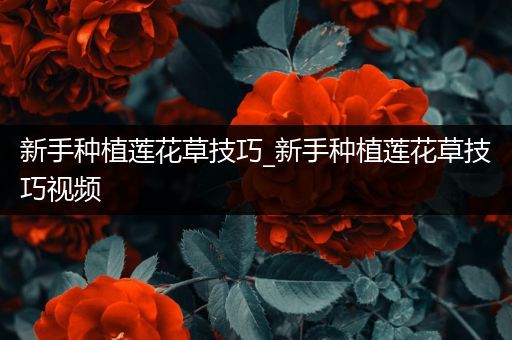 新手种植莲花草技巧_新手种植莲花草技巧视频