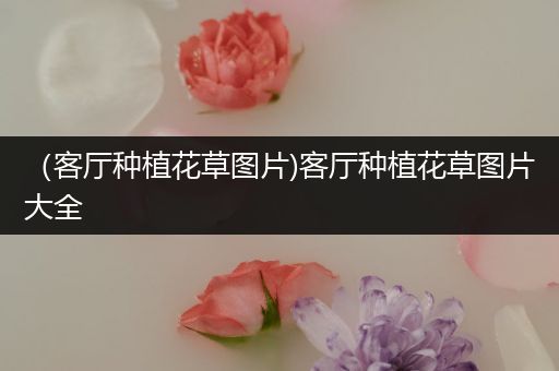 （客厅种植花草图片)客厅种植花草图片大全