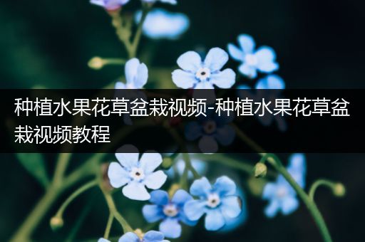 种植水果花草盆栽视频-种植水果花草盆栽视频教程