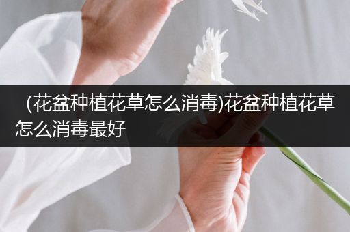 （花盆种植花草怎么消毒)花盆种植花草怎么消毒最好