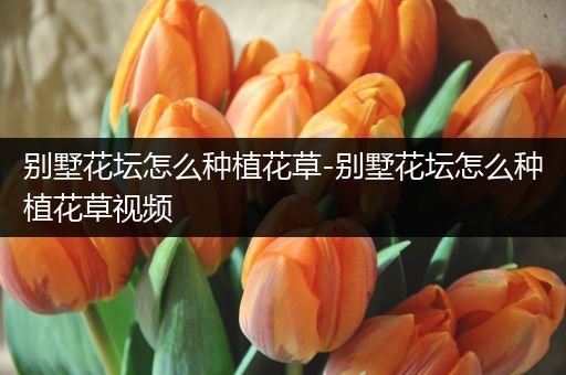 别墅花坛怎么种植花草-别墅花坛怎么种植花草视频