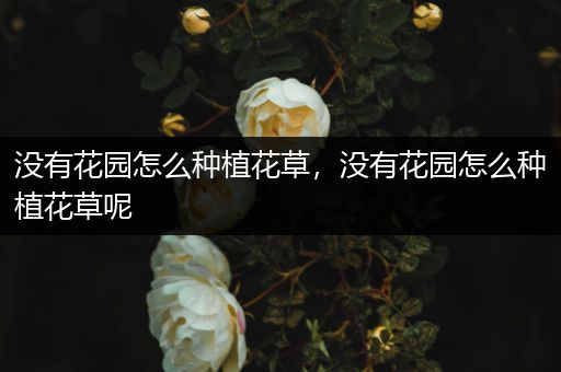 没有花园怎么种植花草，没有花园怎么种植花草呢