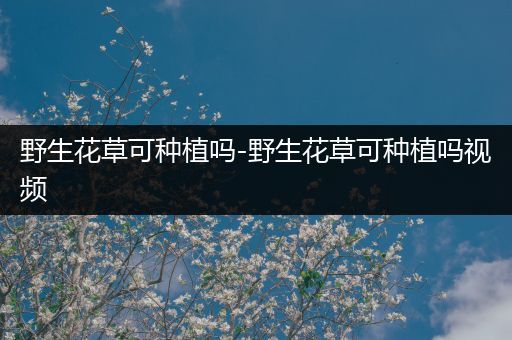 野生花草可种植吗-野生花草可种植吗视频