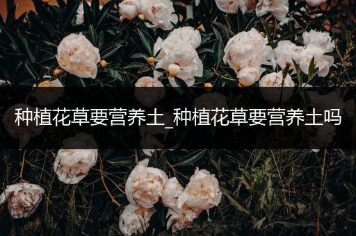 种植花草要营养土_种植花草要营养土吗