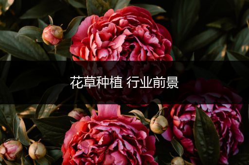 花草种植 行业前景