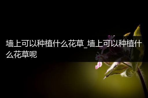 墙上可以种植什么花草_墙上可以种植什么花草呢