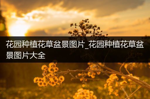 花园种植花草盆景图片_花园种植花草盆景图片大全