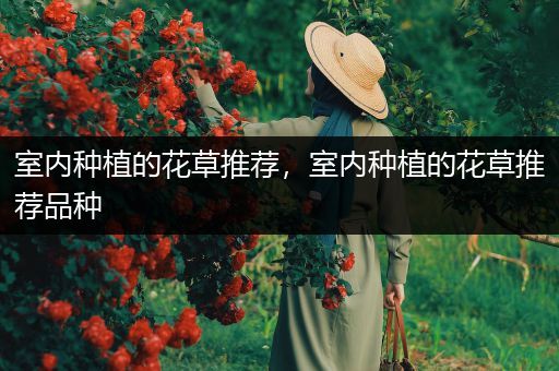 室内种植的花草推荐，室内种植的花草推荐品种