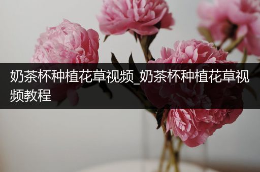 奶茶杯种植花草视频_奶茶杯种植花草视频教程