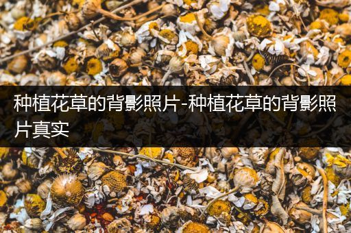 种植花草的背影照片-种植花草的背影照片真实