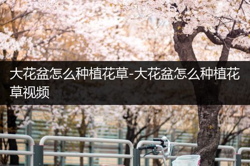 大花盆怎么种植花草-大花盆怎么种植花草视频