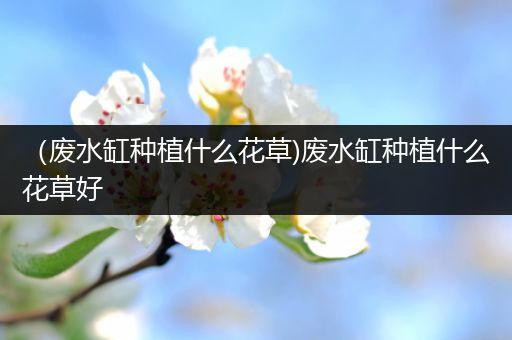 （废水缸种植什么花草)废水缸种植什么花草好
