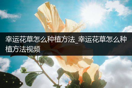 幸运花草怎么种植方法_幸运花草怎么种植方法视频