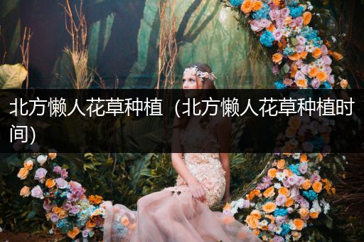 北方懒人花草种植（北方懒人花草种植时间）
