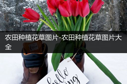 农田种植花草图片-农田种植花草图片大全