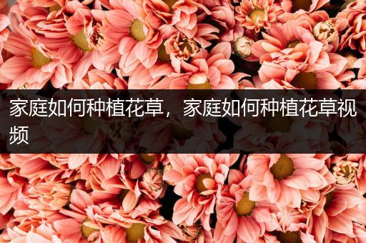 家庭如何种植花草，家庭如何种植花草视频