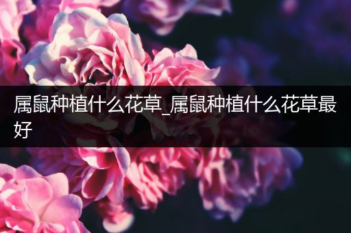 属鼠种植什么花草_属鼠种植什么花草最好