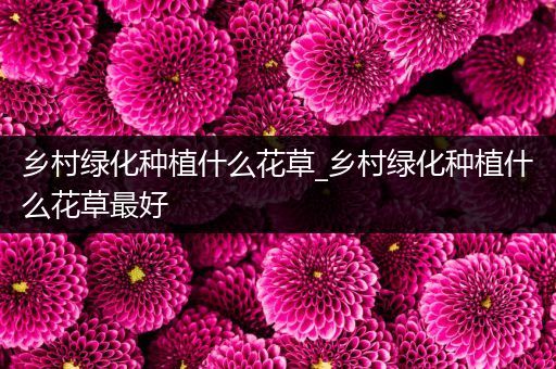 乡村绿化种植什么花草_乡村绿化种植什么花草最好