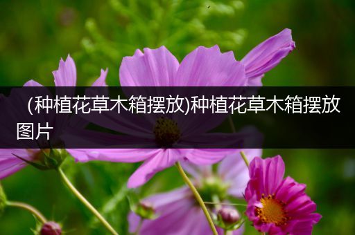 （种植花草木箱摆放)种植花草木箱摆放图片